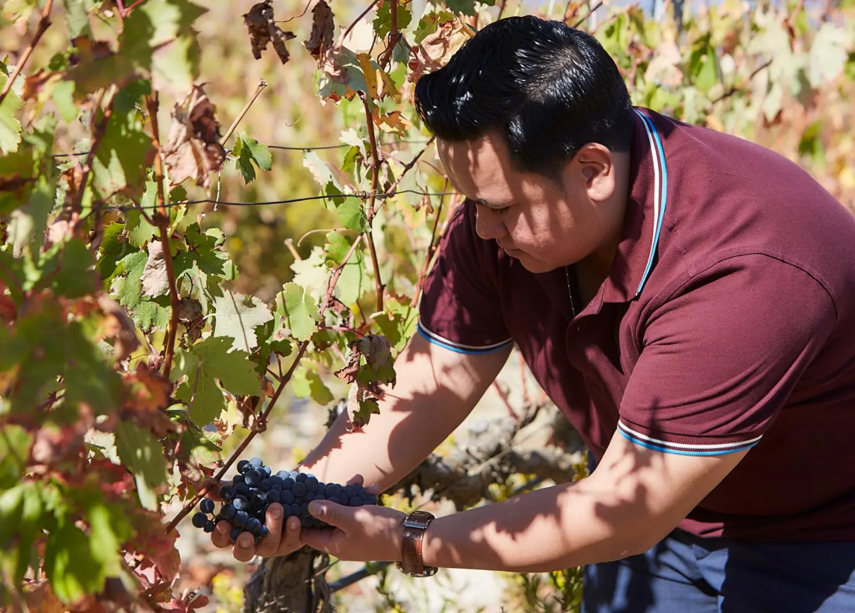 vinos de la rioja en figueres